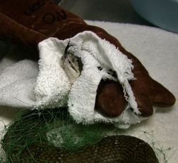 rattlesnake tangled in garden netting. Photo by Alison Hermance