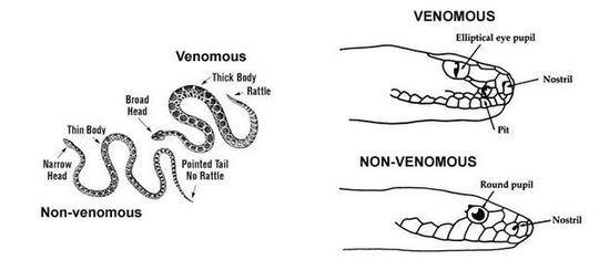 WildCare's chart for identifying venomous vs. non-venomous snakes. 