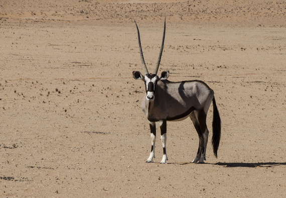 2014-08-08-MSissonsNamibia1.jpg