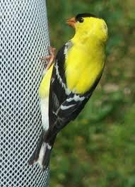 2014-08-09-goldfinch3.jpg