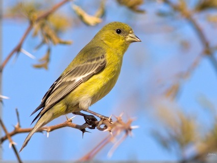 2014-08-09-lesser_goldfinch_.jpg