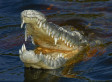 2014-08-12-CROCODILEsmall.jpg