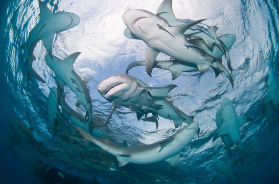 2014-08-12-LemonSharks.jpg