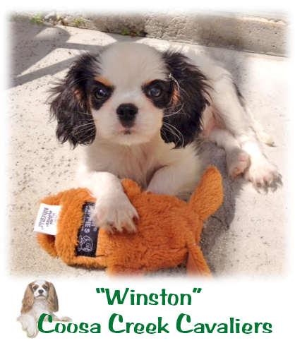 2014-08-12-Winston.jpg