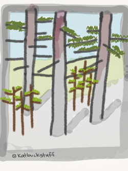 2014-08-12-forest3.png