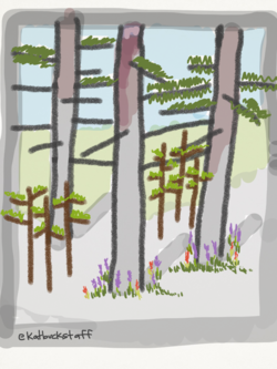 2014-08-12-forest4.png