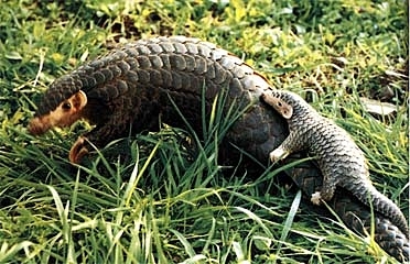 2014-08-13-Pangolin.jpg