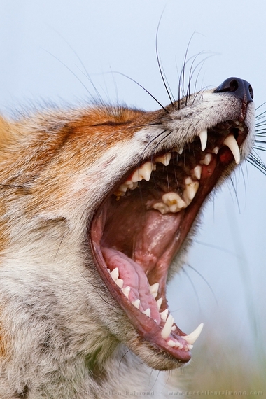 2014-08-14-fox_teeth.jpg