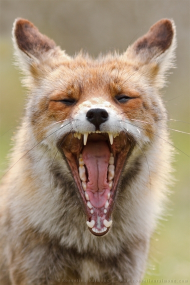 2014-08-14-fox_yawning.jpg
