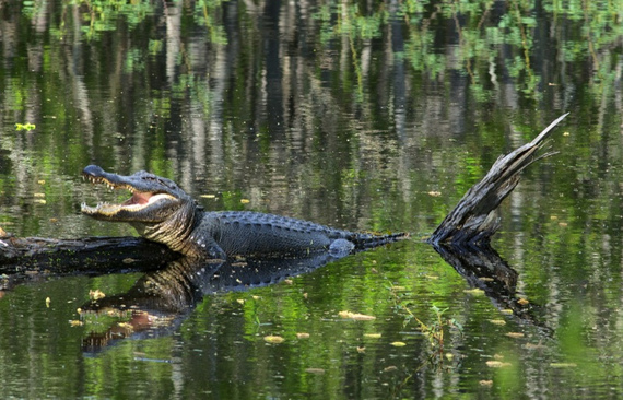 2014-08-14-gator.jpg