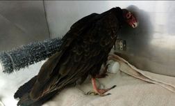 The vulture is finally able to stand, but only by leaning up against the wall of his cage. Photo by Melanie Piazza