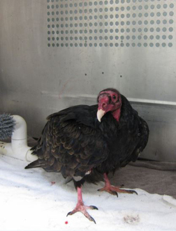 The Turkey Vulture has improved dramatically! Photo by Alison Hermance