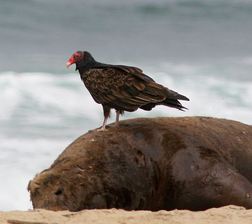 A Turkey Vulture investigates a dead seal. Photo by Tom Grey tgreybirds.com