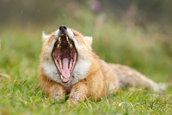 2014-08-14-yawning_fox_froont.jpg