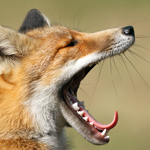 2014-08-14-yawning_red_fox.jpg