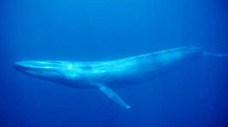 2014-08-18-AtlanticBlueWhaleEarthDrReeseHalter