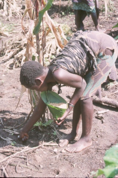 2014-08-18-WilkieLesePlantingMaize.jpg