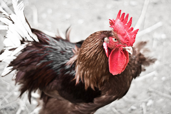 2014-08-22-rooster.jpg