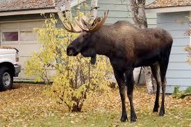 2014-08-25-moose275x183.jpg