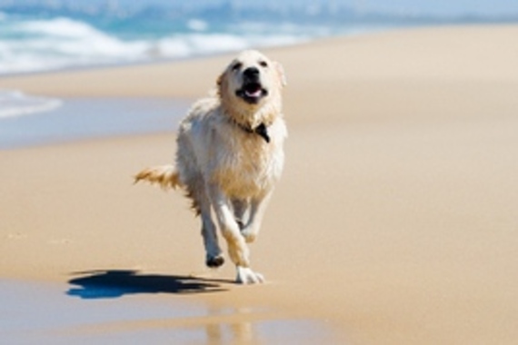 what beaches in southern california allow dogs