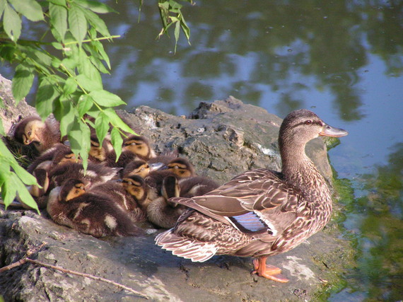 2014-08-27-Ducklings2.jpg