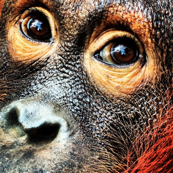 2014-08-27-orang_close.JPG