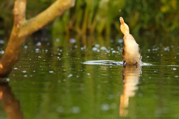 2014-08-28-duckling_catching_insect.jpg