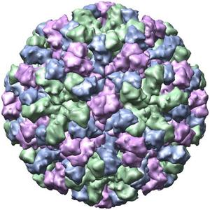 2014-08-29-norovirus.jpg