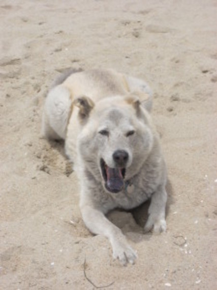 2014-08-30-clay.noleash.beach.jpg