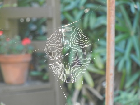 2014-08-31-spiderweb.jpg