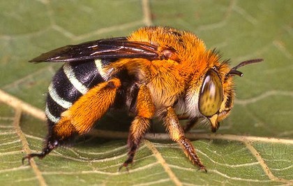 2014-09-03-AustralianbeesEarthDrReeseHalter