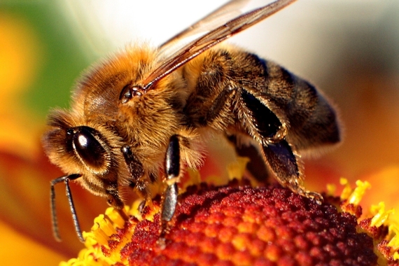 2014-09-03-HoneybeeEarthDrReeseHalter36