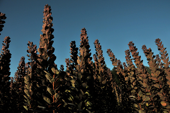 2014-09-04-Cotinus_flowers.jpg