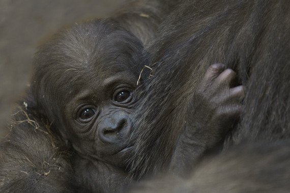 2014-09-05-JulieLarsenMaher_4693_WesternLowlandGorillaBaby_CON_BZ_032714_hr.jpg