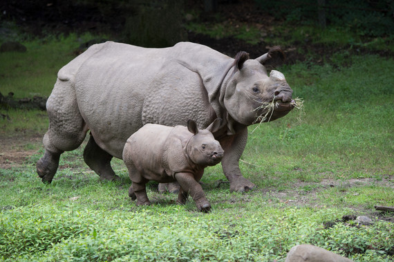 2014-09-05-JulieLarsenMaher_8419_IndianRhinoandCalf_WAS_BZ_072513_hr1.jpg