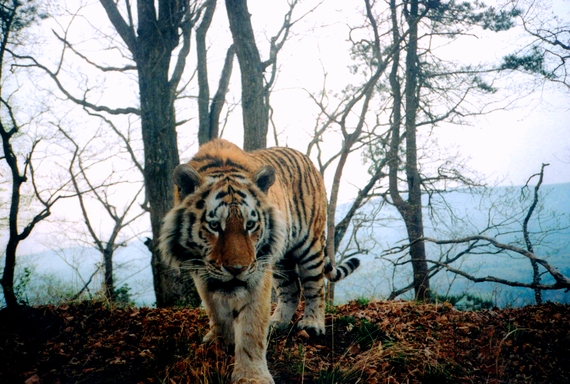 2014-09-05-wcs_russia_amur_tiger_05_apr_20083964x650hireshighcontrast.jpg