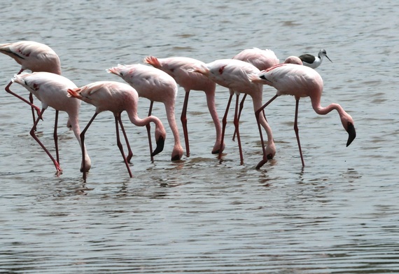 2014-09-09-Lesserflamingos.jpg