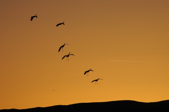 2014-09-09-Sandhillcranes.jpg