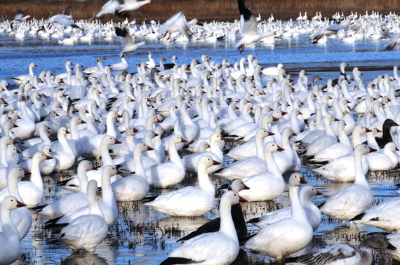 2014-09-09-Snowgeese.jpg