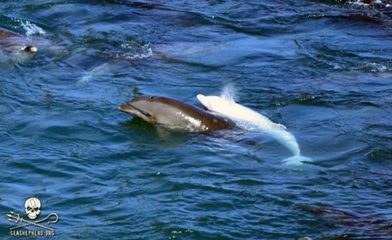 2014-09-10-AngelalbinodolphinTaijiEarthDrReeseHalter.jpg