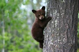 2014-09-12-bearcub.jpg