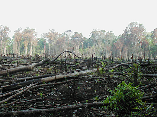 2014-09-17-deforestation_520px.jpg