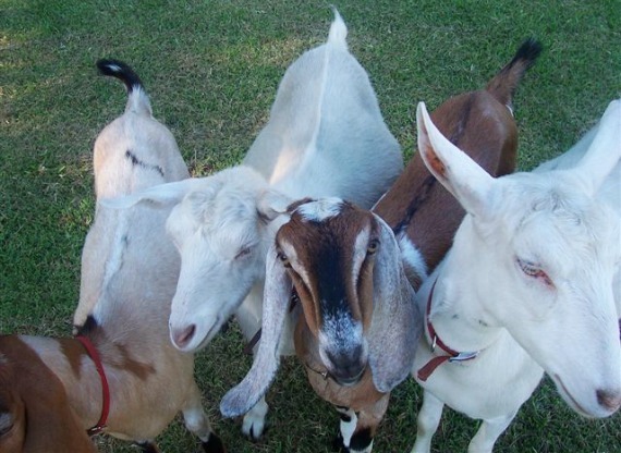 2014-09-17-goats_leanne_faulkner.jpg