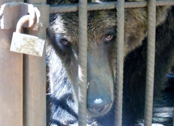 2014-09-18-bearzoo.jpg