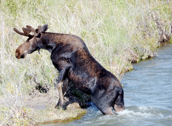 2014-09-19-MooseseenonWildlifeSafariJacksonWY.JPG