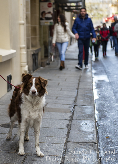 2014-09-19-ParisBorderCollie2.jpg