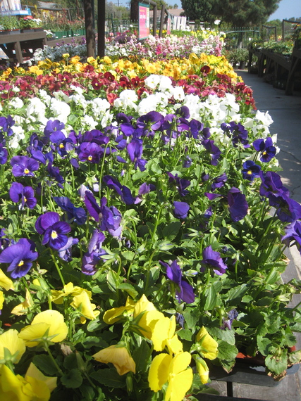 2014-09-21-pansies.JPG