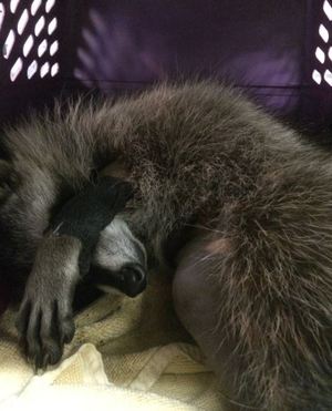 This young raccoon sleeps off her anesthesia. Photo by Kate Lynch