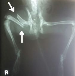 X-ray shows the severe break to the raccoon's leg