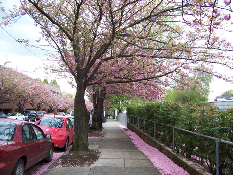 2014-09-25-uptown_pinktrees.jpg